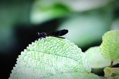 Close-up of insect on leaf