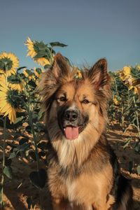Portrait of dog on sunflower field amidst flowering plants