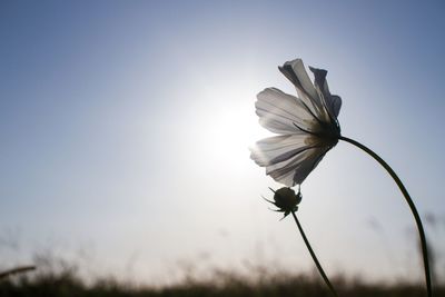 Close-up of flowers against sky