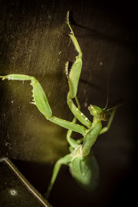 Close-up of insect on leaf