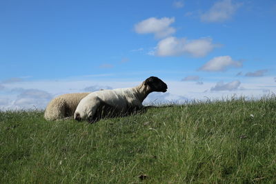 View of sheep on field against sky