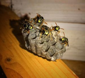 Close-up of bee on wooden table