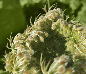 Close-up of succulent plant