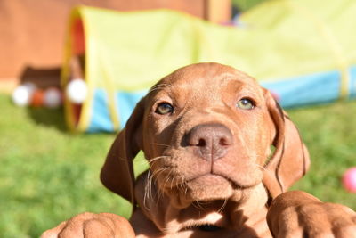 Close-up portrait of dog outdoors