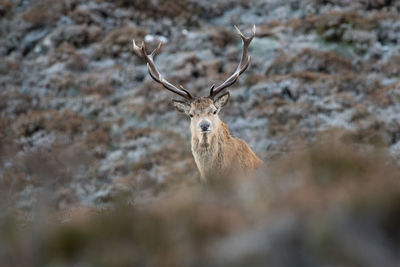 Portrait of deer