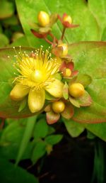 Close-up of yellow flowers blooming outdoors