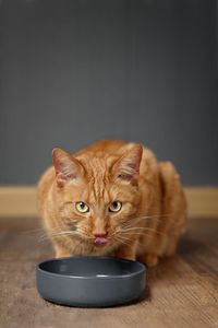 Close-up portrait of cat having food