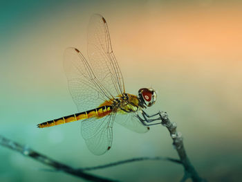 Close-up of dragonfly on plant