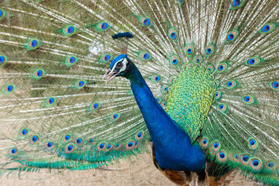 Close-up of peacock