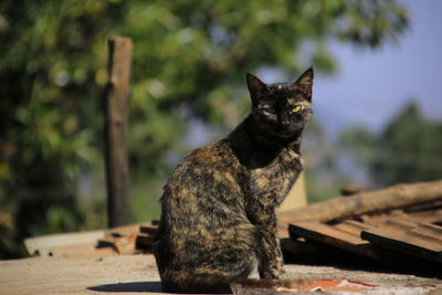 Close-up of cat sitting outdoors