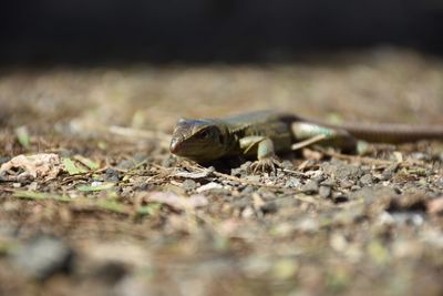 Close-up of lizard on land