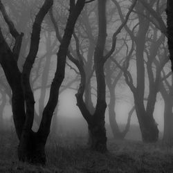 Trees on field against sky