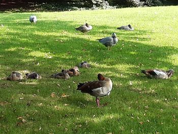 High angle view of ducks on grassy field