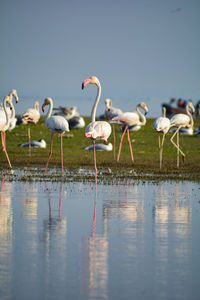 Flock of birds in lake