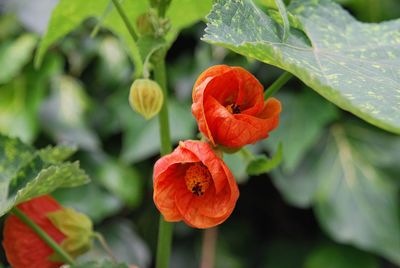 Close-up of red flowering plant