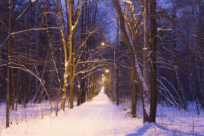 Bare trees on snow covered land