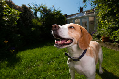 Close-up of dog with mouth open