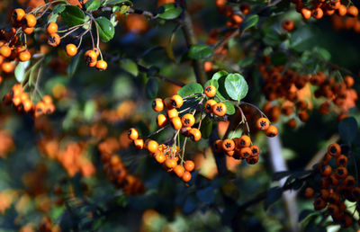 Close-up of rowan berries growing on tree