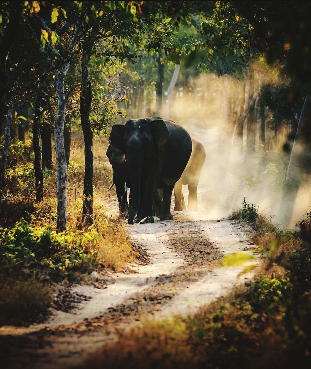 animal themes, animal, mammal, elephant, nature, animal wildlife, wildlife, tree, plant, one animal, environment, forest, no people, jungle, african elephant, wilderness, morning, outdoors, indian elephant, land, beauty in nature, walking, landscape, domestic animals, water, road, safari, sunlight, day, autumn, motion, animal body part, zoo, leaf