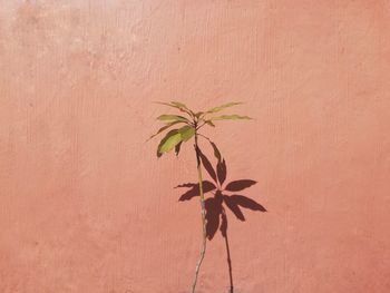 Close-up of plant against wall