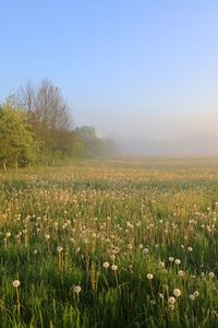 Scenic view of field against clear sky