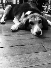 Close-up of a dog resting on wooden floor