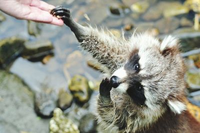 Close-up of raccoon taking from from hand