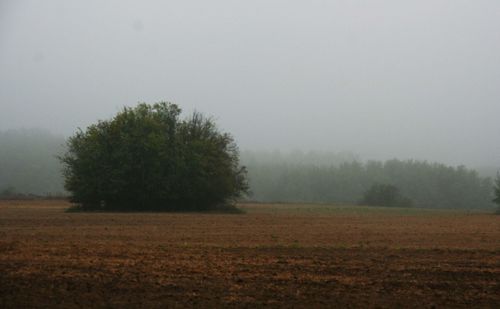 Trees on field against sky