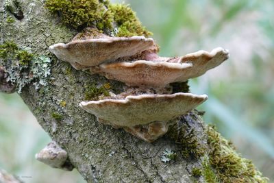 Close-up of mushroom growing on tree trunk