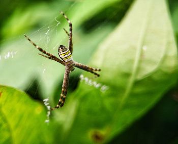 Close-up of spider on web