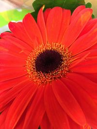 Close-up of red flower