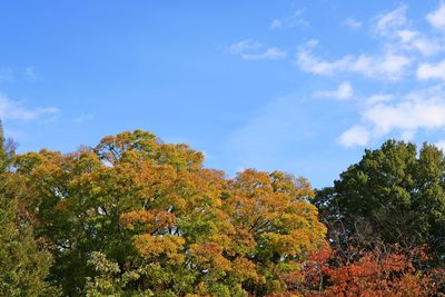 Low angle view of trees against sky during autumn