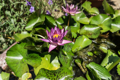 Close-up of flowers blooming outdoors