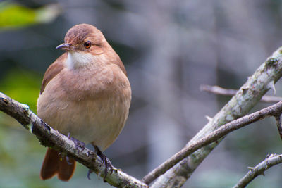 Close-up of bird perching on branch