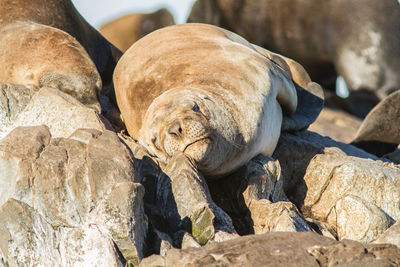 Sea lion on rocks