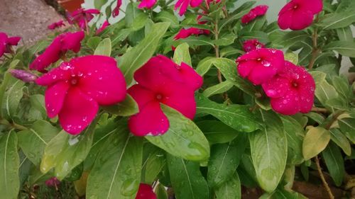 Close-up of pink flowers blooming outdoors