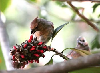 Close-up of bird perching on branch