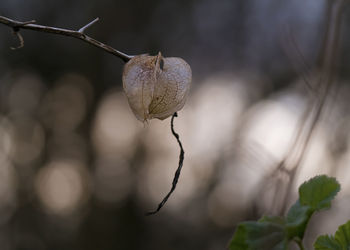 Close-up of wilted plant