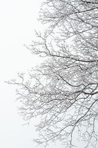 Low angle view of bare tree against clear sky