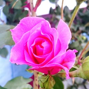 Close-up of pink rose