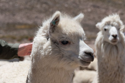 Close-up of sheep