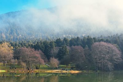 Scenic view of lake against trees in forest