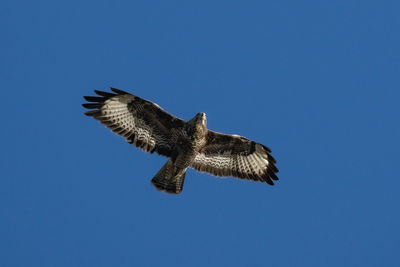 Low angle view of buzzard flying against clear blue sky