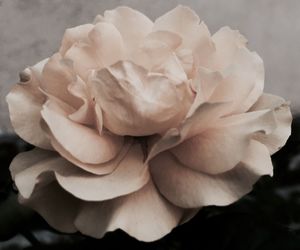 Close-up of rose blooming in garden