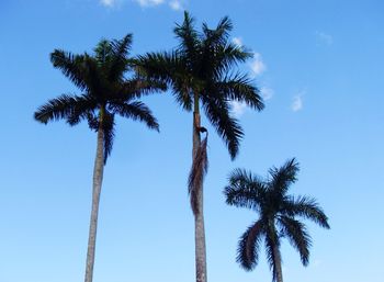 Low angle view of palm trees against blue sky