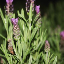 Close-up of purple flowering plant on field