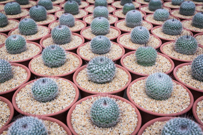 Full frame shot of cactus for sale at market