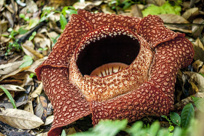 Close-up of turtle on field