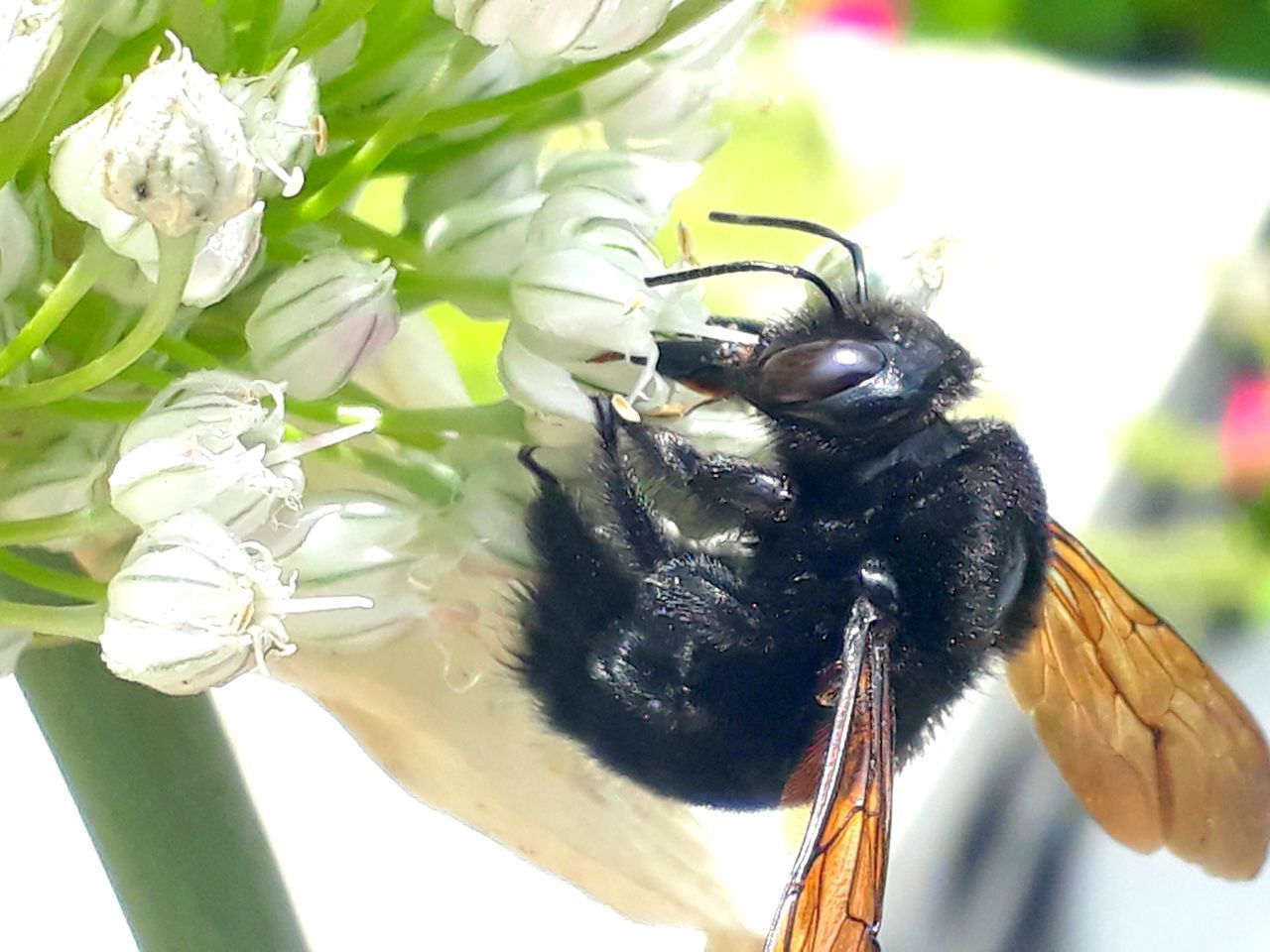 CLOSE-UP OF BEE ON FLOWER