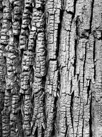 Detail shot of tree trunk